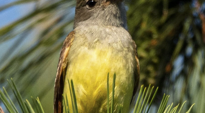 Great crested Flycatchers in Fuquay Varina NC